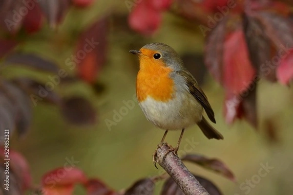 Fototapeta robin on a branch