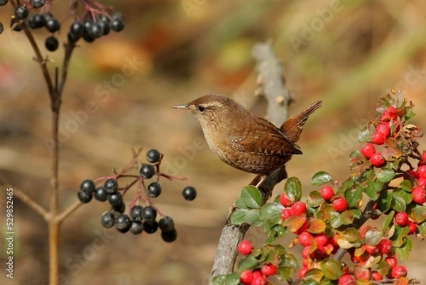 Fototapeta cardinal on a branch