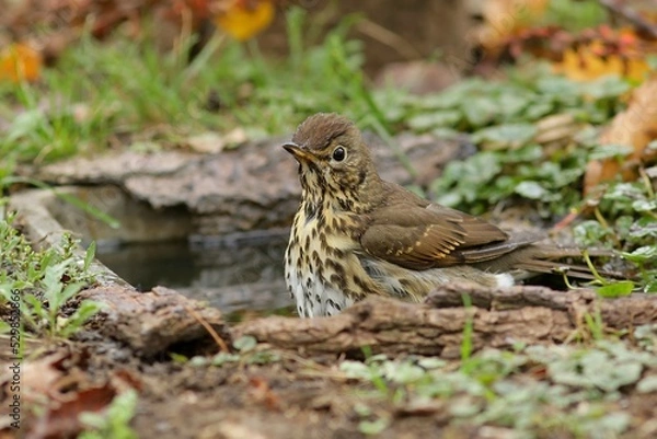 Fototapeta robin on the grass