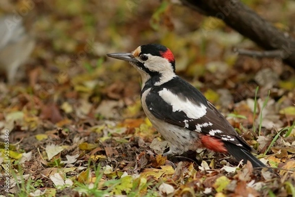 Obraz red winged blackbird