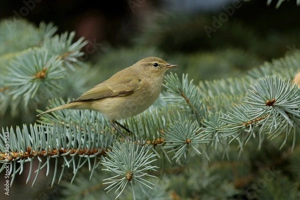 Fototapeta robin on branch