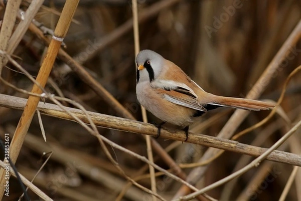 Fototapeta robin on a branch