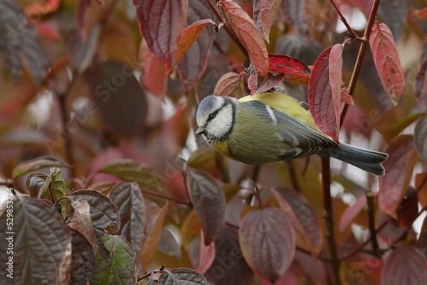 Fototapeta bird on a branch