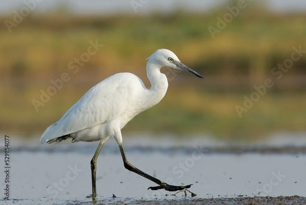 Obraz great white heron