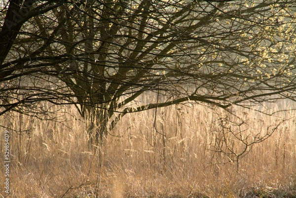 Obraz Morgenstimmung