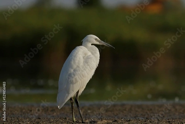 Obraz great blue heron ardea cinerea
