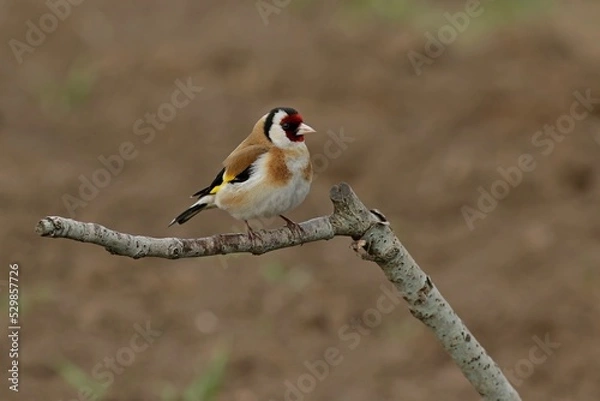 Obraz red winged blackbird