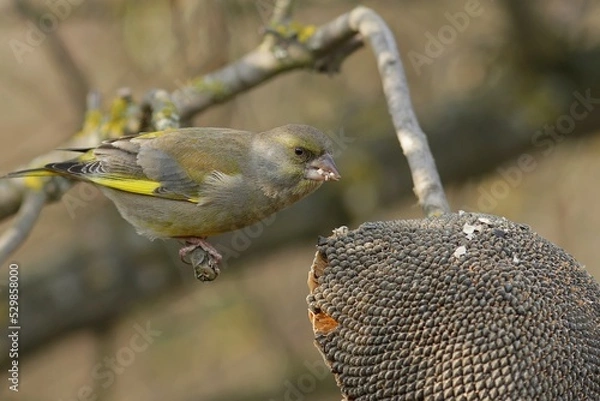 Fototapeta sparrow on a branch