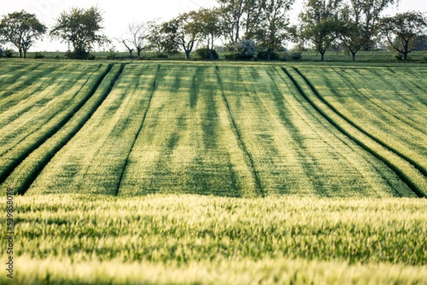 Obraz Schattenspiele auf dem Feld