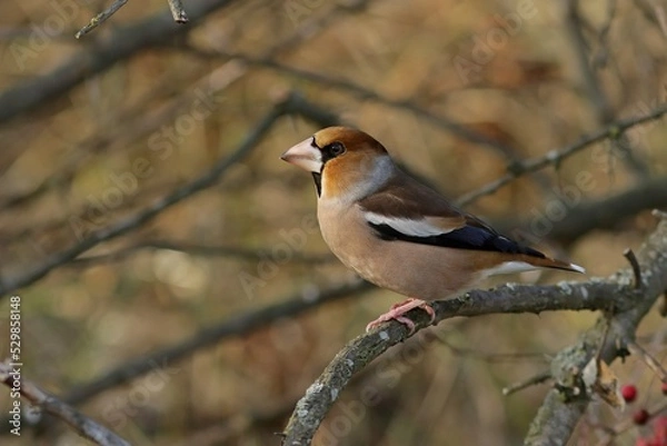 Fototapeta robin on branch