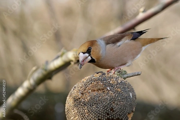 Fototapeta bird on a branch