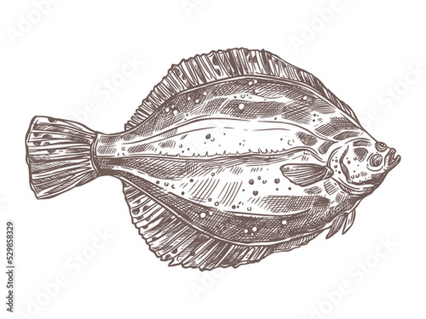 Obraz Flatfish sketch vector - hand drawn sea and ocean or river fish isolated on white. Doodle flounder in vintage engraving style for seafood store or restaurant menu - edible water animal