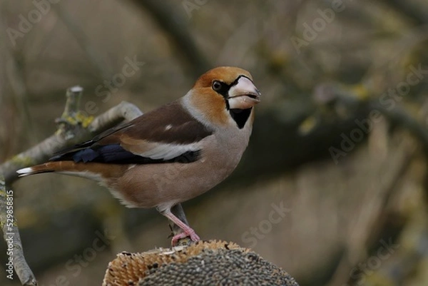 Fototapeta robin on branch