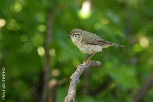 Fototapeta robin on a branch