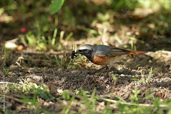 Fototapeta robin in the grass