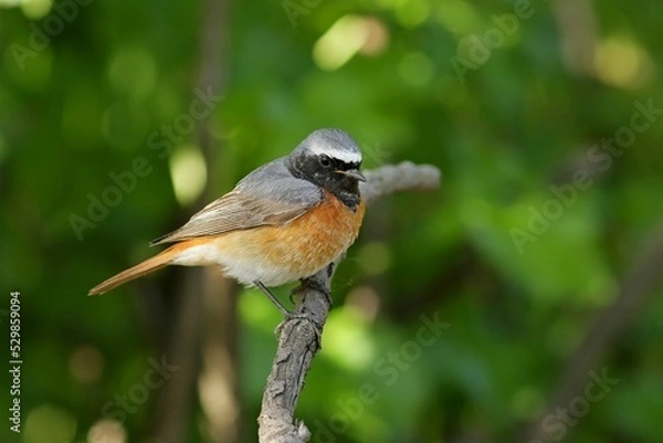 Fototapeta robin on a branch