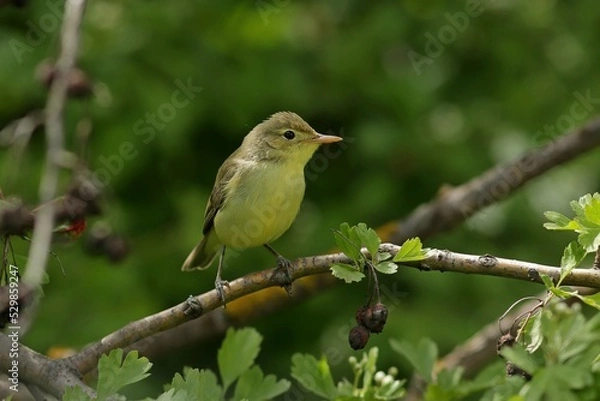 Fototapeta robin on branch