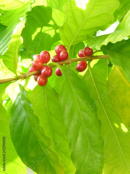 Obraz コーヒーノキの実