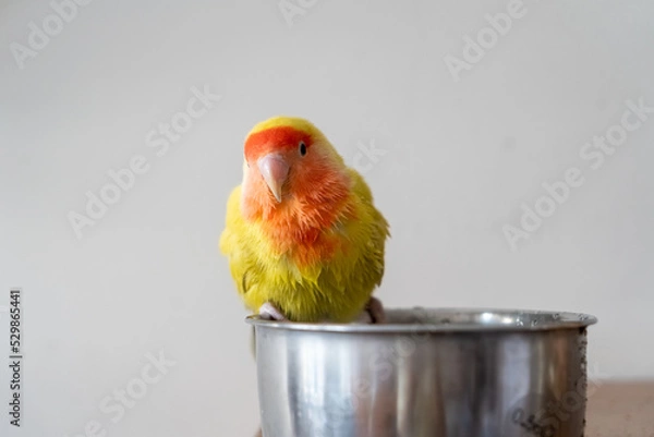Fototapeta Portrait of a happy, wet and fluffy peach faced lovebird on her bath