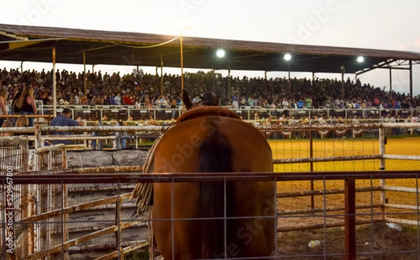 Obraz rodeo horse