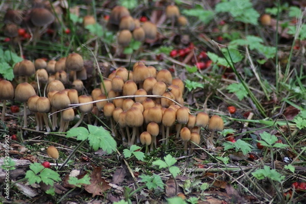 Obraz sulphur tuft or clustered woodlover in the botanic garden of Capelle aan den IJssel