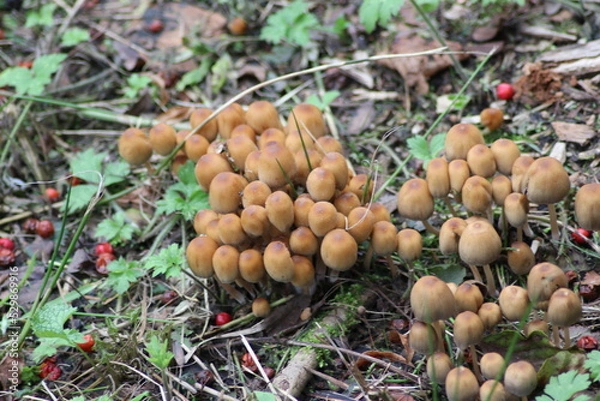 Obraz sulphur tuft or clustered woodlover in the botanic garden of Capelle aan den IJssel