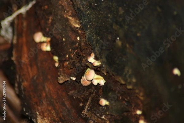 Fototapeta sulphur tuft or clustered woodlover in the botanic garden of Capelle aan den IJssel