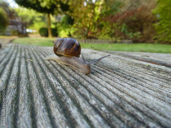 Obraz snail on the road