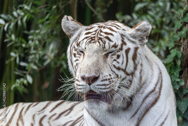 Fototapeta Tigre Blanc 