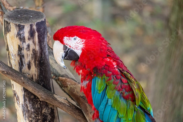 Fototapeta Perroquet 