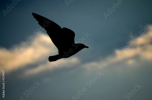 Fototapeta dreams of flight