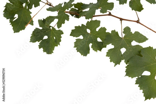 Fototapeta a branch of grapevine on a transparent background