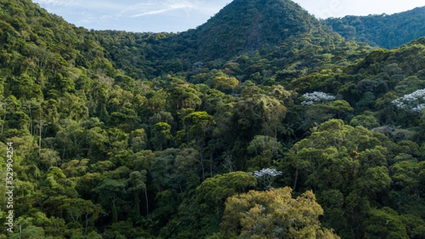 Obraz Waterfall in the Atlantic Forest, one of the most biodiverse biomes in the world, which has been reduced to 12% of its original extent in Brazil.