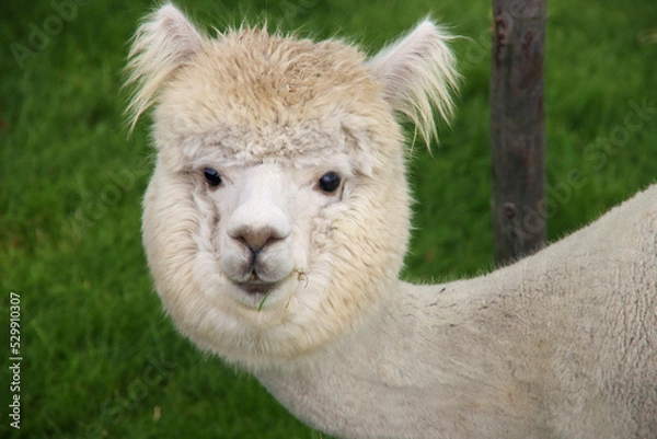 Fototapeta Alpace in white and brown at grass of Dyke in Nieuwerkerk aan den IJssel