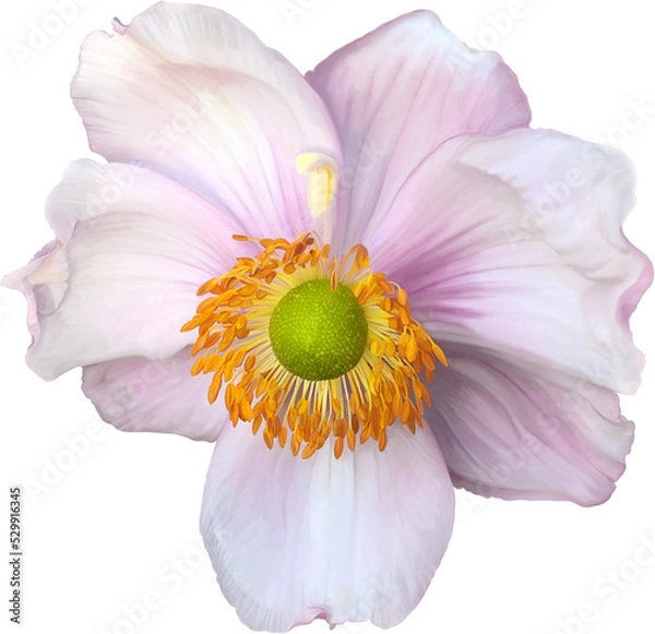 Fototapeta Pink lilac feature floral, single bloom, yellow stamen, green center, hand drawn realistic art style, isolated background.