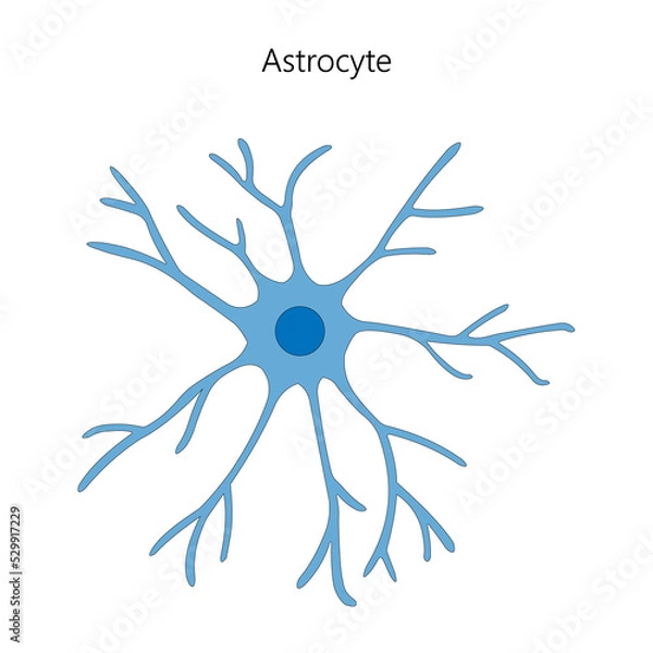Fototapeta Astrocyte. Glial cell. Vector illustration.