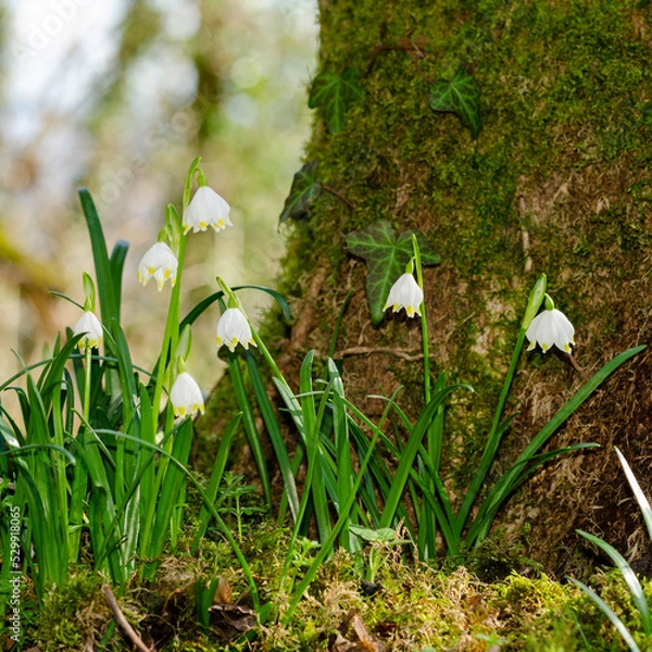 Fototapeta Spring Snowflake flowers