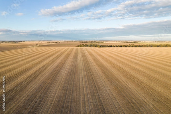 Obraz Looking along the horizon at the crops ready for plowing.