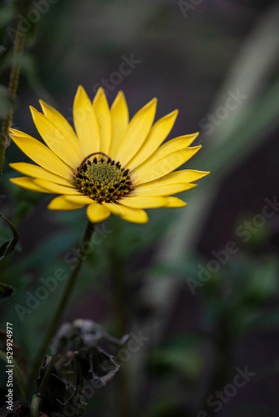 Fototapeta Flor amarilla
