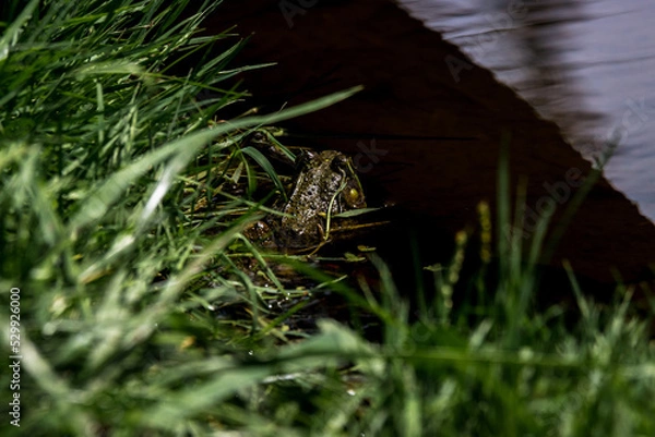 Fototapeta Frog in water under the shadow of a log