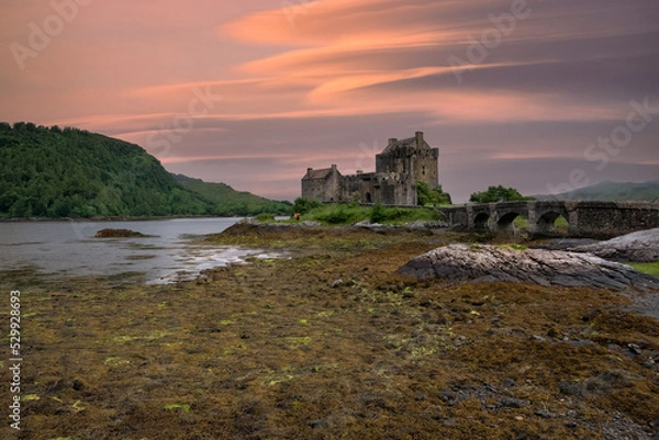 Obraz Eilean Donan castle with Highland cow