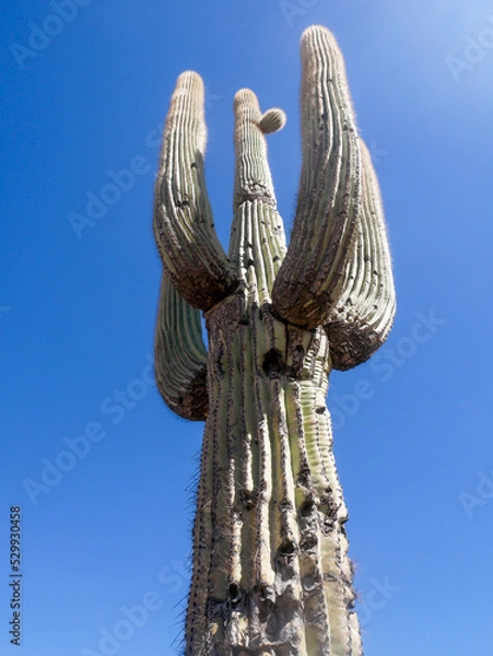 Obraz Saguaro Cactus