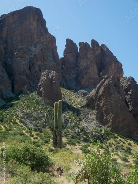 Obraz Cacti and Mountain