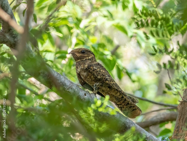 Fototapeta An elusive chuck-wills widow perched in the canopy on a tree limb during the morning hours.