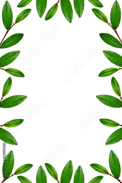 Obraz Green leaves frame