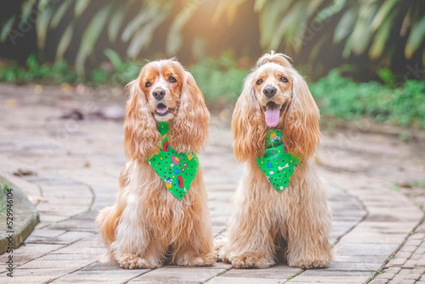 Obraz breed dog   cocker spaniel