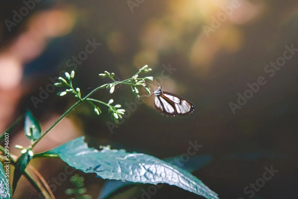 Obraz butterfly on leaf