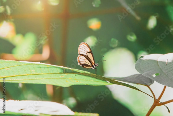 Obraz butterfly on leaf