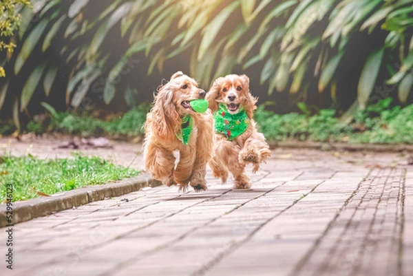 Obraz breed dog   cocker spaniel