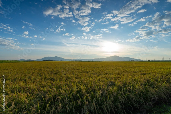 Obraz 稲穂と山と青空